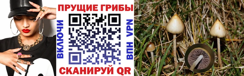купить наркотики цена  Омск  Галлюциногенные грибы Psilocybe 